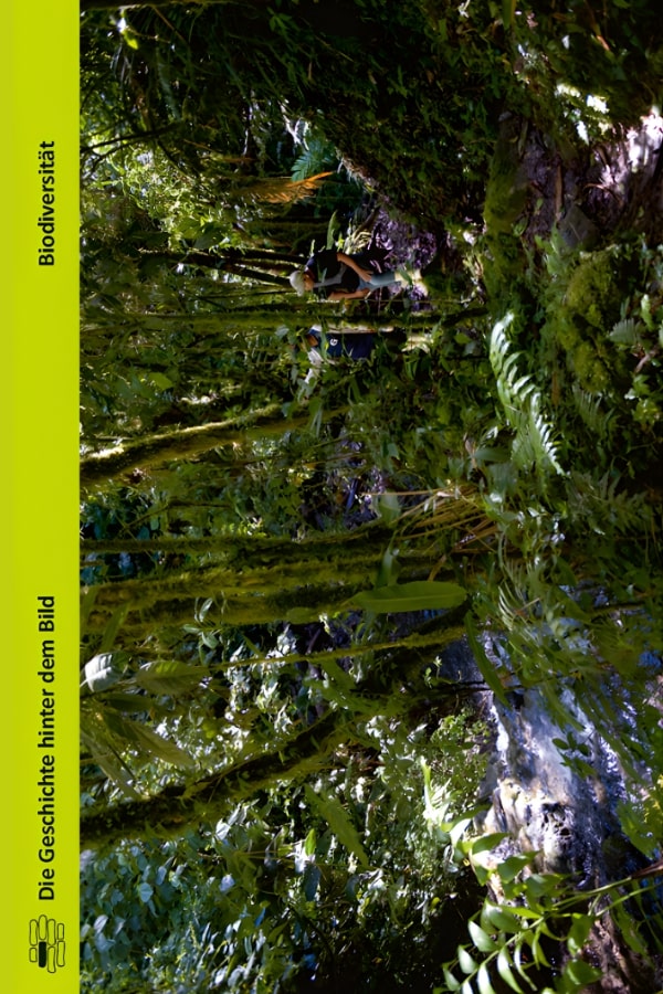 Buchcover "Biodiversität" von Katrin Reuter. Das Cover zeigt den mexikanischen Regenwald bei Guadalupe.