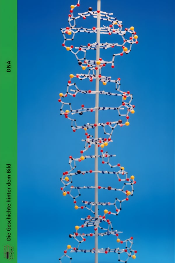 Buchcover "DNA" von Uwe Hoßfeld. Das Cover zeigt  eine Doppelhelix, bestehend aus den Basen Adenin, Thymin, Guanin und Cytosin.