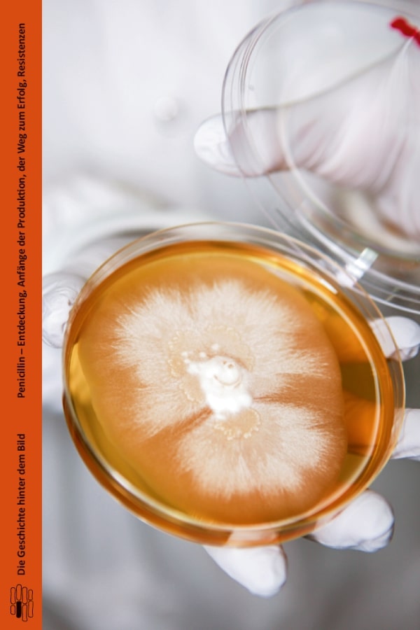 Buchcover "Penicillin - Entdeckung, Anfänge der Produktio, der Weg zum Erfolg, Resistenzen" von Felix Sommer. Das Cover zeigt Pinselschimmel in einer Petrischale.