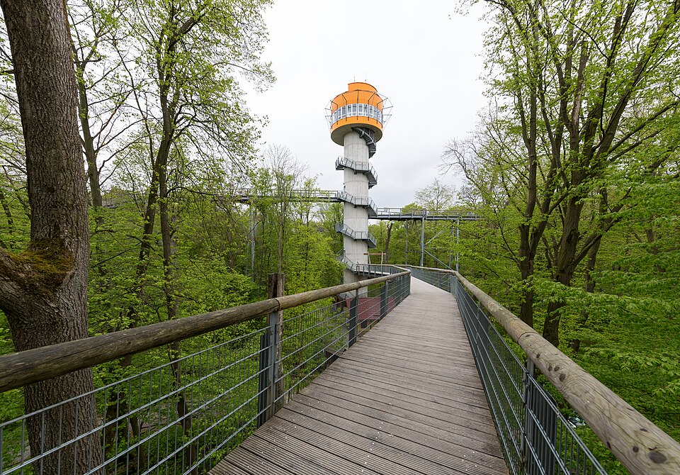 Baumkronenpfad im Nationalpark Hainich: Ein hölzerner Steg führt durch die grünen Baumkronen zu einem Aussichtsturm mit orangefarbener Aussichtsplattform.