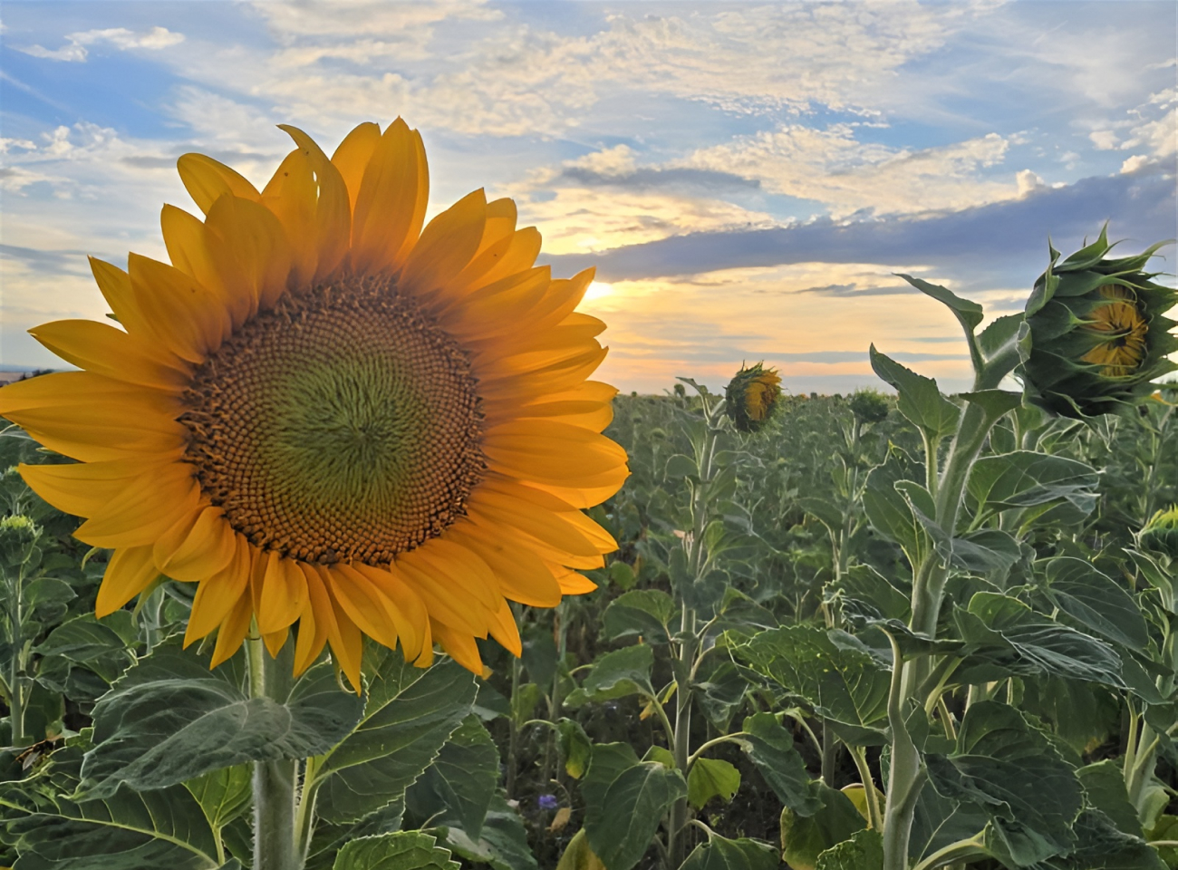 Eine Sonnenblume auf einem Feld.